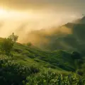What Is the Best Time to Visit Munnar for a Luxury Getaway at Elixirwoods?