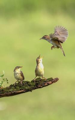 close-up-birds-flying-min close-up-birds-flying-min