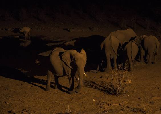 elephants-rhinoceros-lakeshore-night-min elephants-rhinoceros-lakeshore-night-min