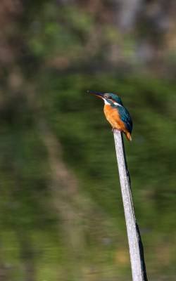 male-common-kingfisher-perching-tree-branch-min male-common-kingfisher-perching-tree-branch-min